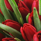 Tulip Hand tied